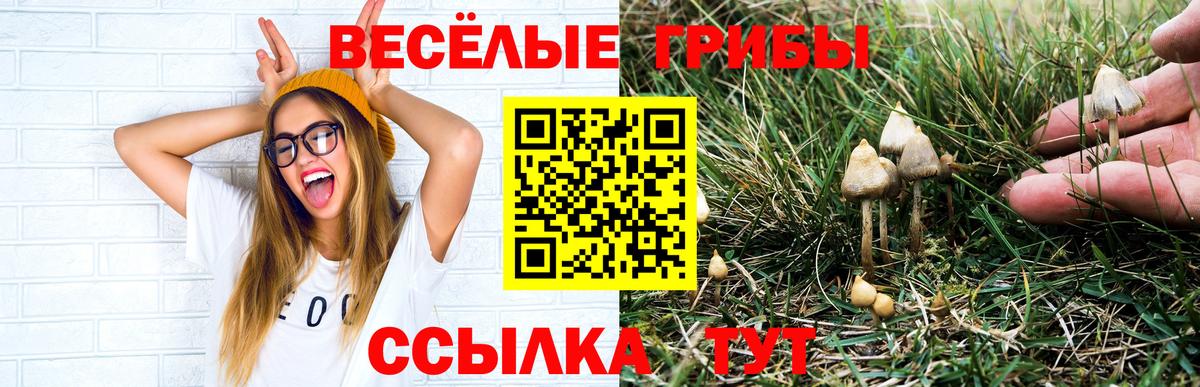 Галлюциногенные грибы Psilocybine cubensis  Вход с VPN  Белая Калитва 